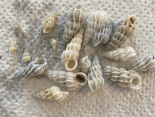 Natural wentletrap - natural,