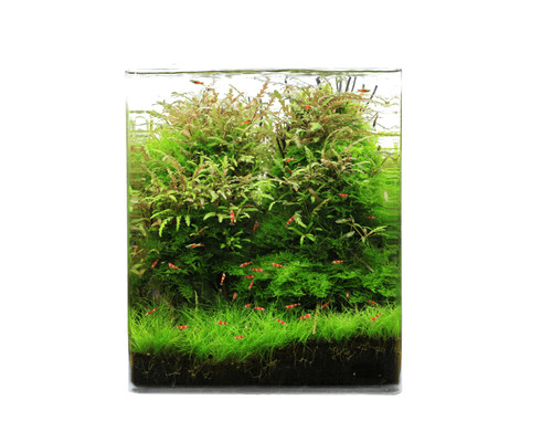Natureholic crystal clear - natureholic,