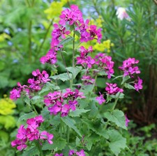 Honesty x 1 plug plants