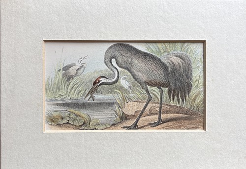Antique common crane - antique,