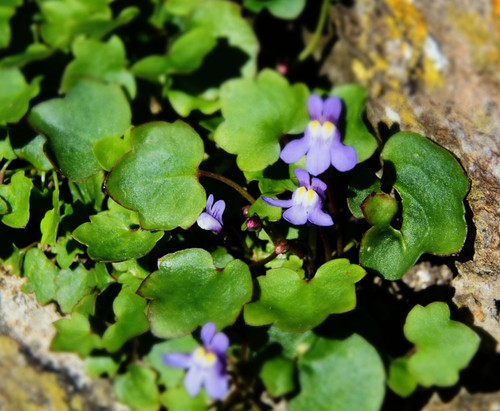 Cymbalaria muralis kenilworth - cymbalaria,