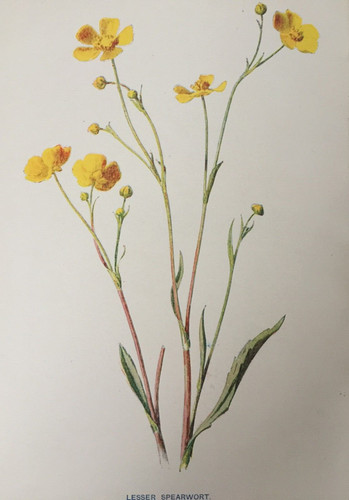 Antique print lesser - print,