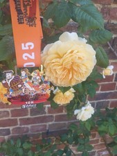 Hampton Court Palace 10K Medal 2025 Running 10km