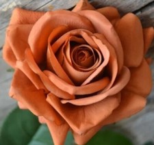 Toffee Rose Seeds Rare Color