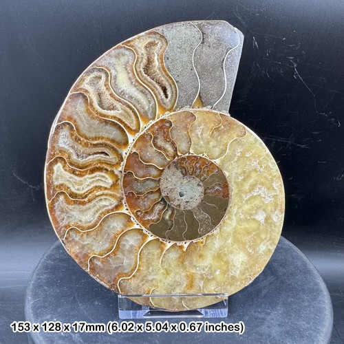 Giant cut polished ammonite - cut, &