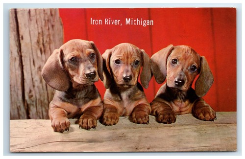 Postcard three adorable - postcard,