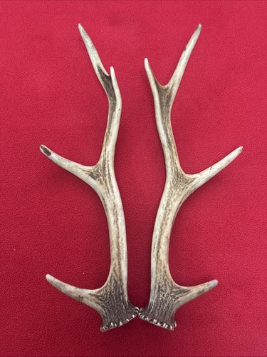 Pair sika deer antlers - pair,