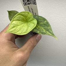 Alocasia Dragon Scale Yellow