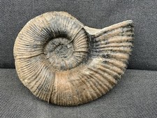 Rare Jurassic Coast Fossil