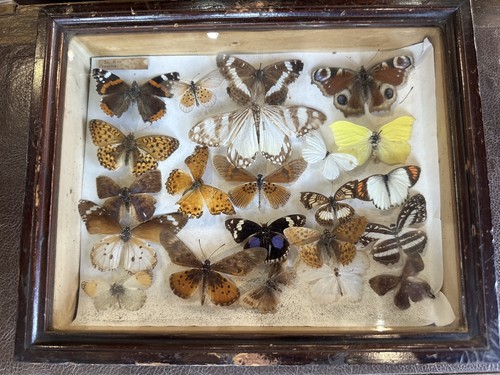 Vintage framed butterfly - vintage,