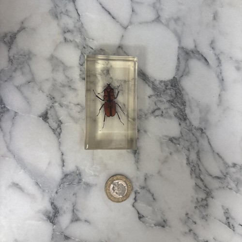 National geographic bugs - national,