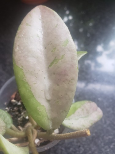 Hoya wilbur graves leaf - wilbur,