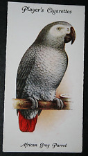 AFRICAN GREY PARROT   Vintage 1930's Illustrated Card  EE15M
