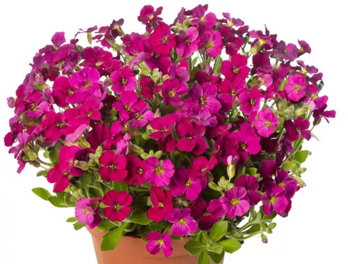 Aubrieta audrey red - aubrieta,