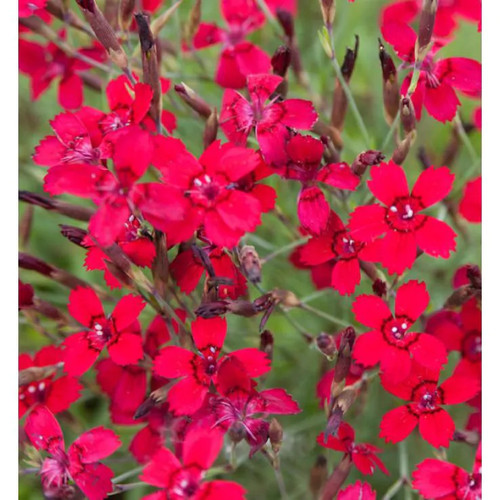 Dianthus deltoides flashing - dianthus, ‘flashing