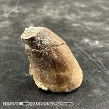 Mosasaur Tooth Fossil