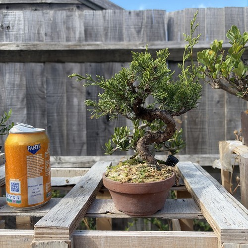 Itoigawa juniper bonsai tree - juniper,