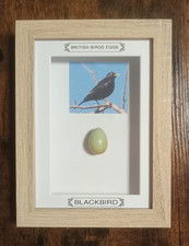 Framed British Birds Eggs
