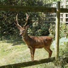 Heavy Duty Deer Pheasant