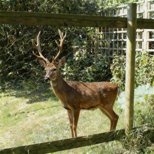 Heavy duty deer pheasant - duty,