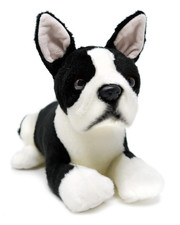 Boston Terrier Dog Puppy