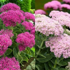 Sedum Bare Roots - Nectar Rich