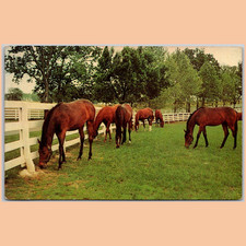 Postcard Green Pastures Horses