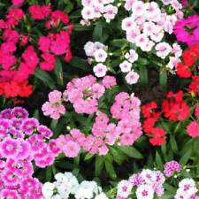 SWEET WILLIAM SUMMERTIME MIX -