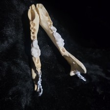 FOX Jaw Best Friends Gift