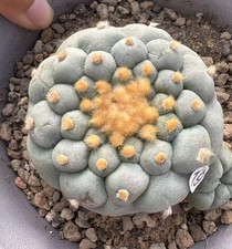 7.5cm Caci Own Root WYSIWYG