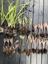 30 x Spider Plant & Kalanchoe Plugs  **Green House Clearance**