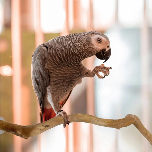Natural wood parrot perch - wood,