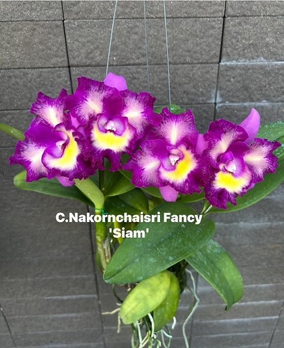 Rare cattleya rlc - /,