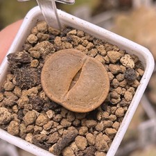 Exact Plant，1pc Full Window