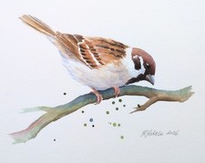 Tree Sparrow Original