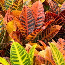 Vibrant Colour Decorative Indoor Office Houseplant - Codiaeum Petra - 13cm Pot