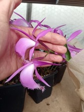 1x Pleione 'Tongariro' Halfhardy Garden Orchid XL Massive Bulbs Up2 3 Flowers
