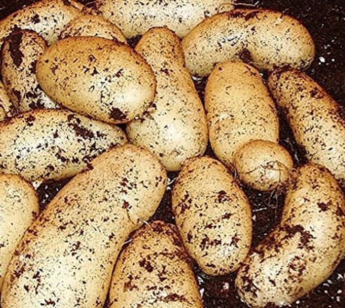Seed potatoes international - seed,