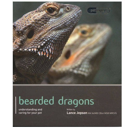 Bearded dragon pet - dragon, expert