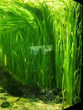 Vallisneria Gigantea Rubra Giant Vallis X 5 Live Aquarium Plants Fish Tank