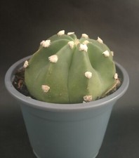Echinopsis subdenudata-easter