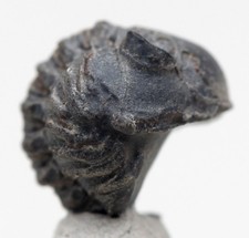 ACASTOIDES TRILOBITE Fossil