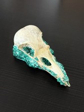 Genuine crows skull - skull, jewel