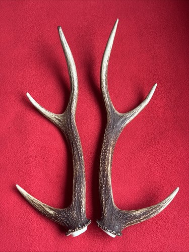 Pair sika deer - sika,