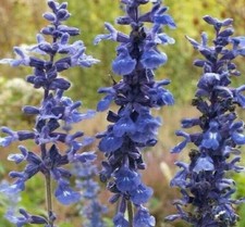 BLUE SAGE FLOWER SEEDS 200+