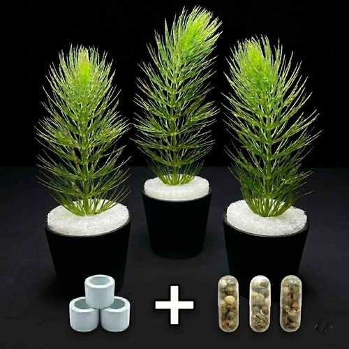 Hornwort ceramic weighted - ceramic,