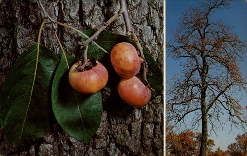 Persimmon diospyros virginiana - persimmon,