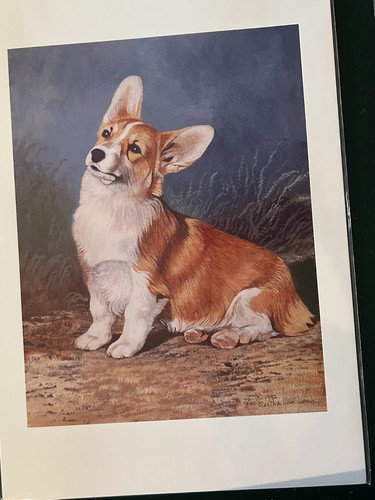 Corgi puppy color - corgi,