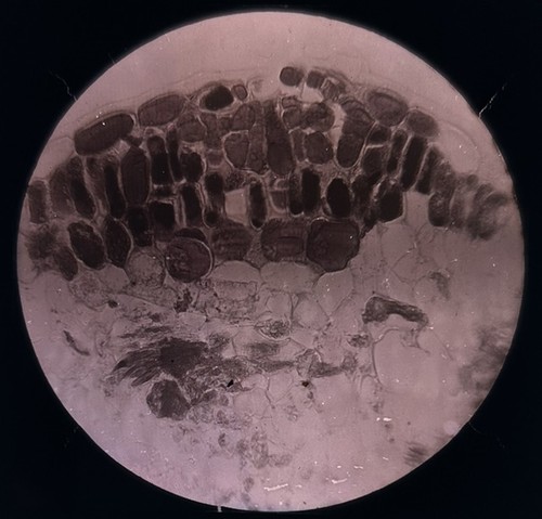 Magic lantern slide - magic, slide.