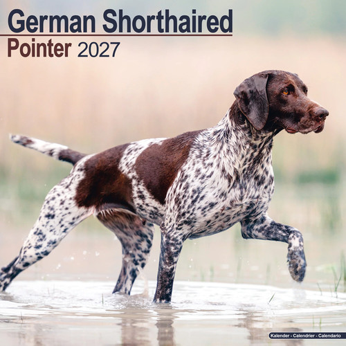 German shorthair pointer 2027 - pointer,